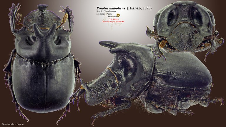 Pinotus diabolicus.jpg Pinotus diabolicus.jpg