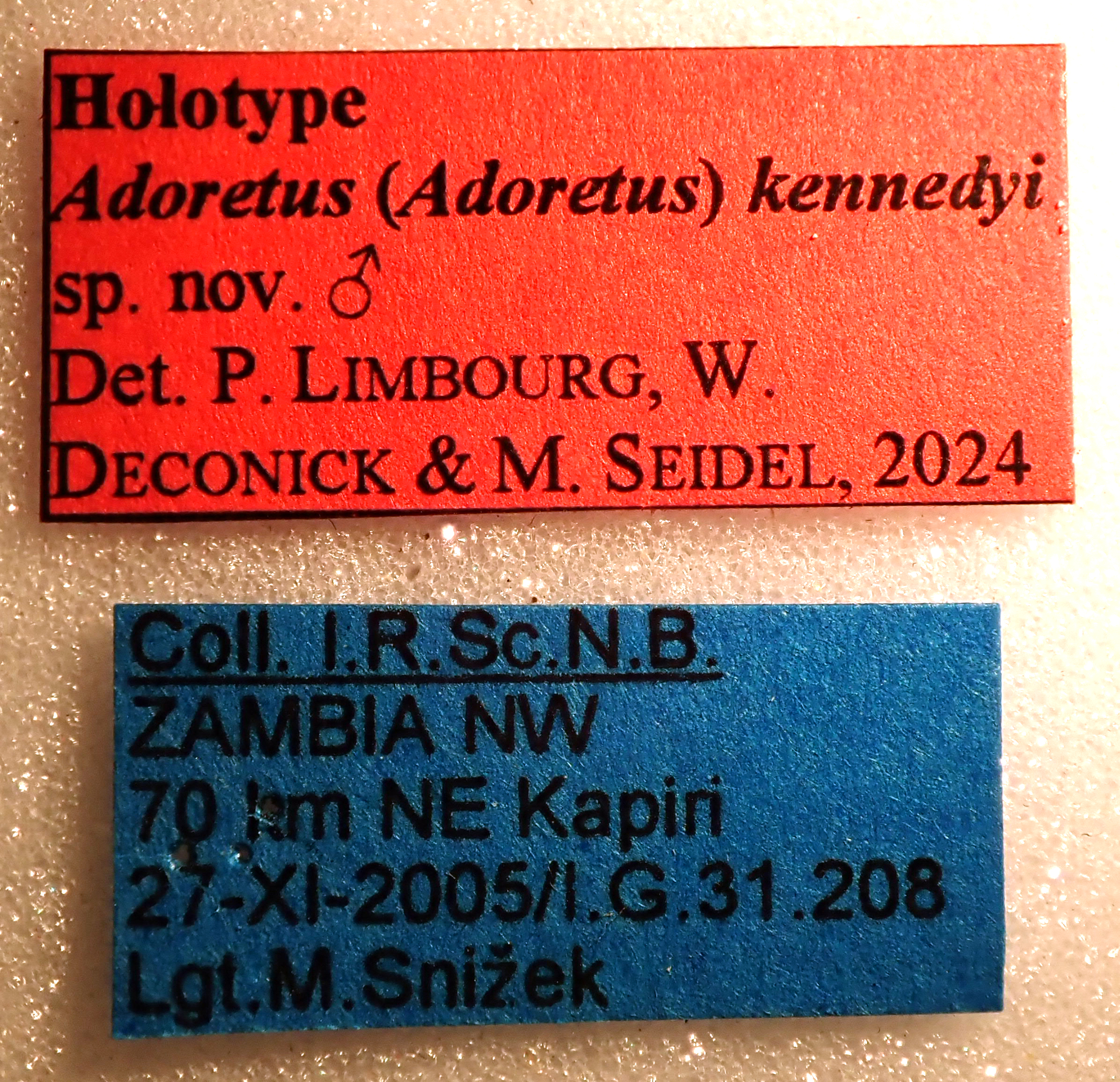 Adoretus (Adoretus) kennedyi Ht labels