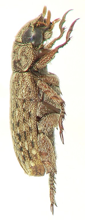 Adoretus (Adoretus) matotokensis Ht L