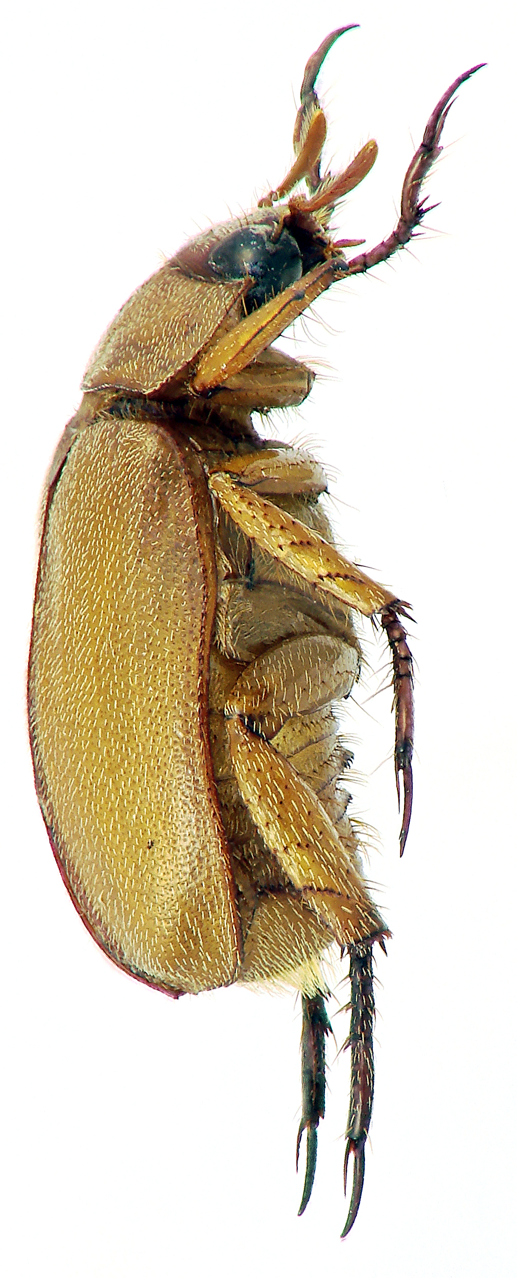Adoretus (Adoretus) scotti Ht L