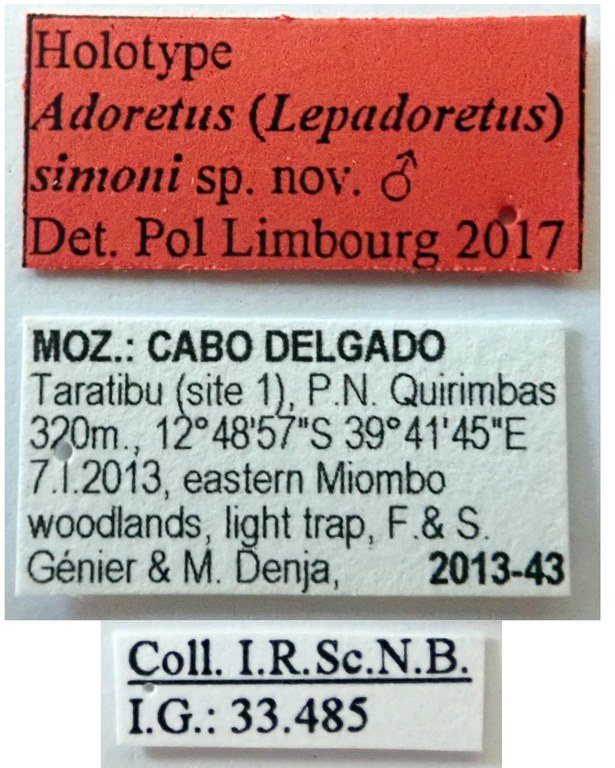 Adoretus (Lepadoretus) simoni Ht labels