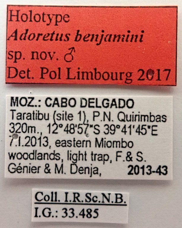 Adoretus benjamini Ht labels