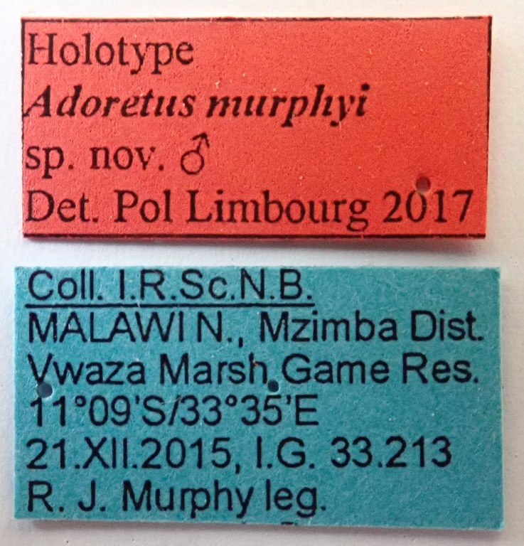 Adoretus murphyi Ht labels