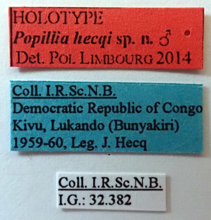 Popillia hecqi Ht labels