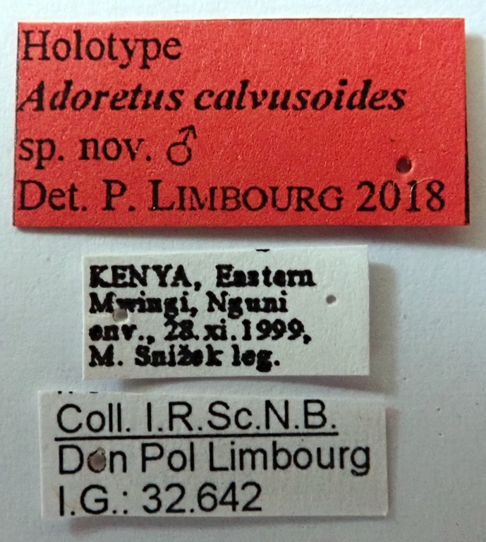 Adoretus calvusoides Ht labels