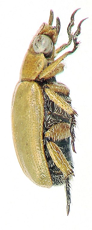 Adoretus calvusoides Ht L