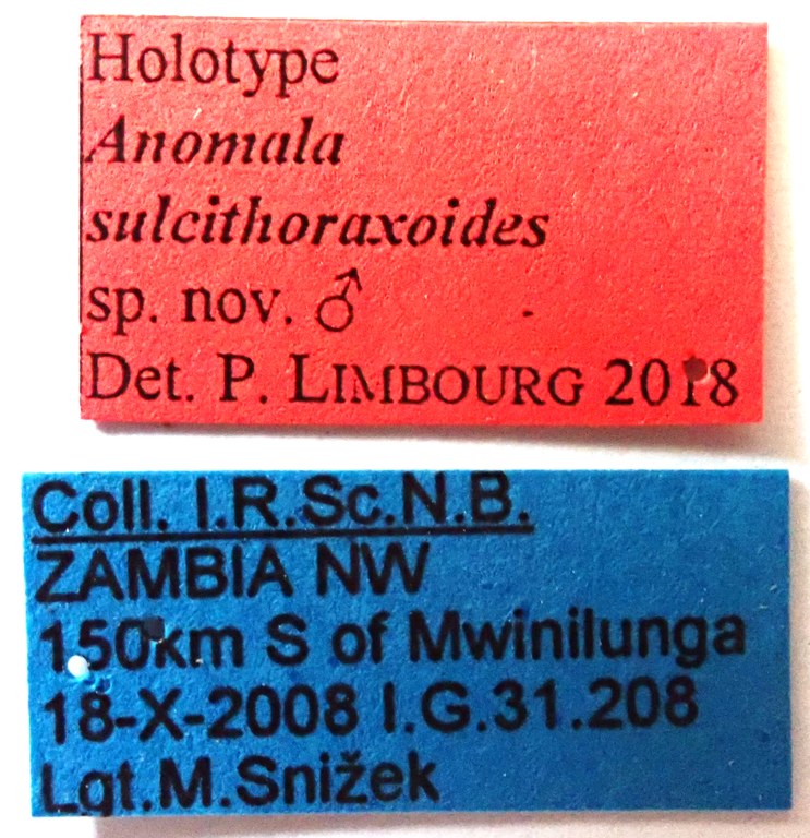 Anomala sulcithoraxoides Ht labels