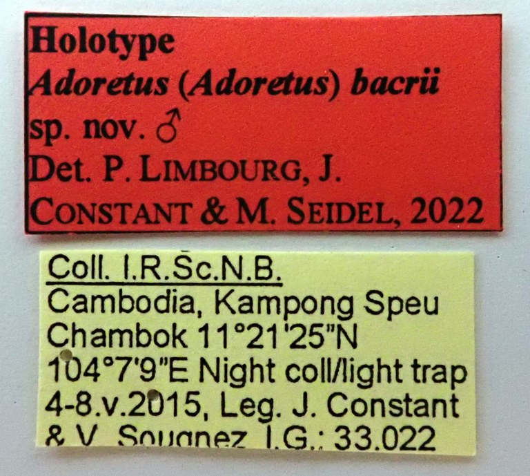 Adoretus (Adoretus) bacrii Ht labels