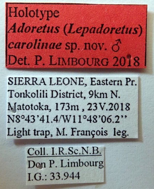 Adoretus (Lepadoretus) carolinae Ht labels