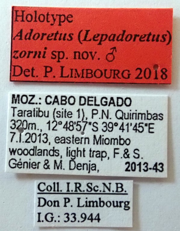 Adoretus (Lepadoretus) zorni Ht labels