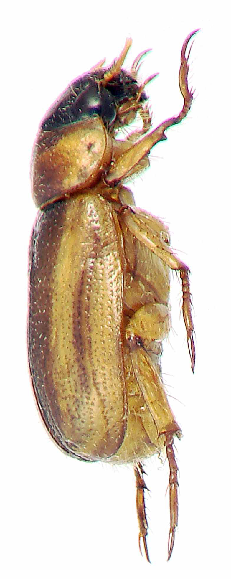 Adoretus (Adoretus) cambodiensis Ht L