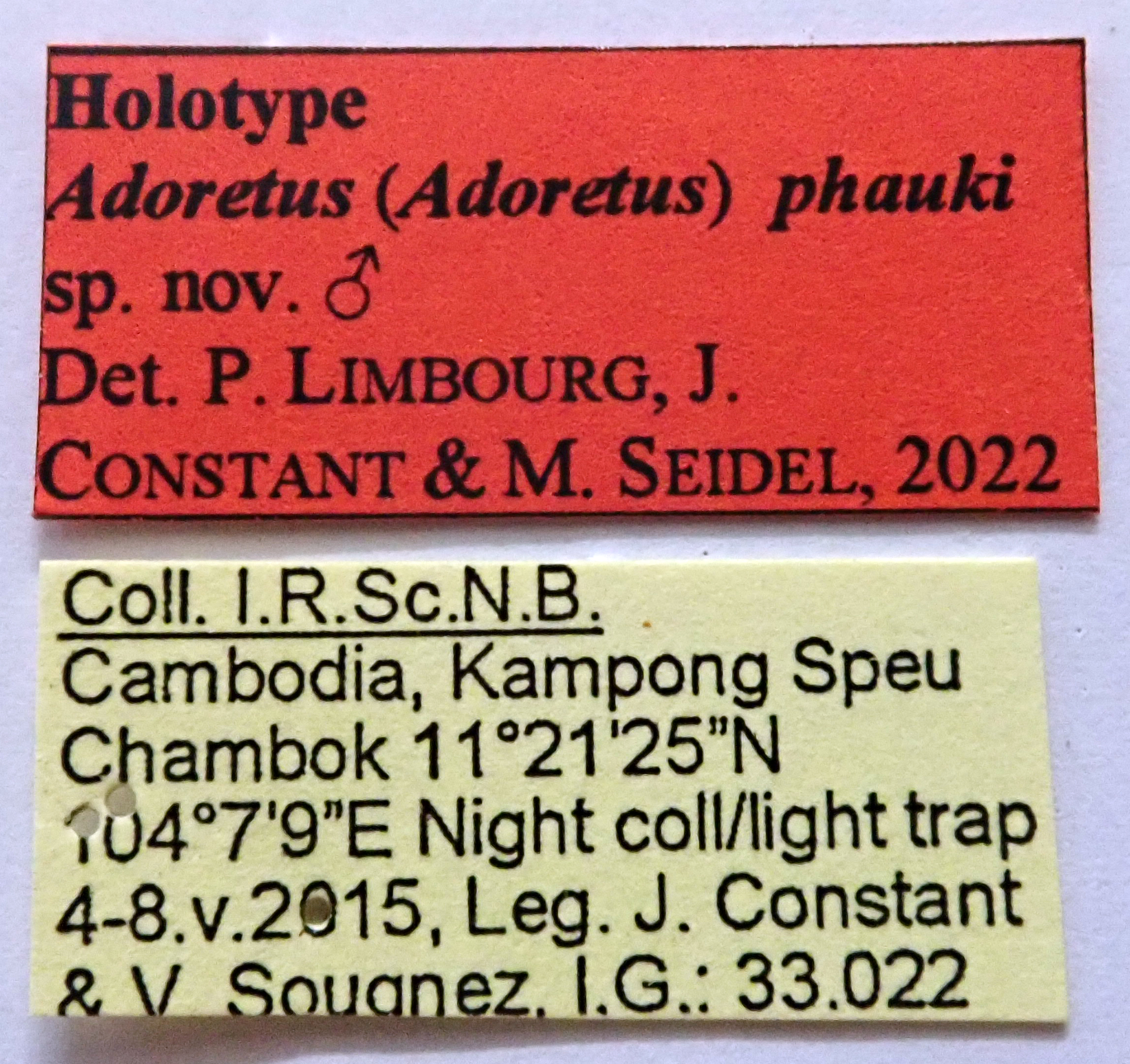 Adoretus (Adoretus) phauki Ht labels