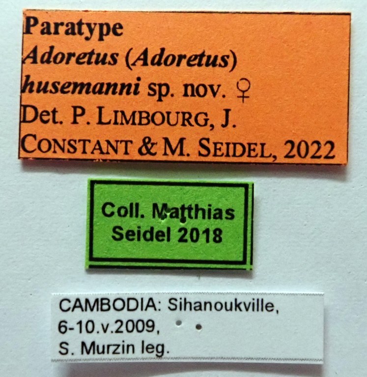 Adoretus (Adoretus) husemanni Pt labels