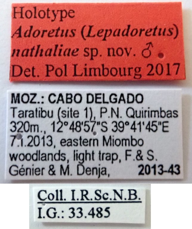 Adoretus (Lepadoretus) nathaliae Ht labels