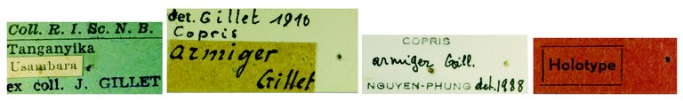 Copris armiger M Ht Labels.jpg Copris armiger M Ht Labels.jpg
