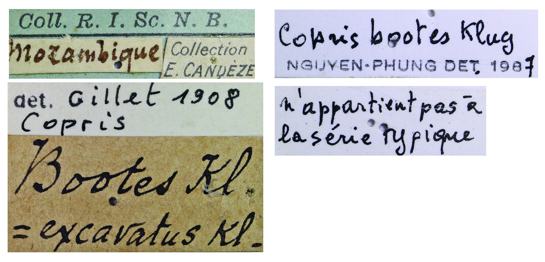 Copris bootes M Labels.jpg