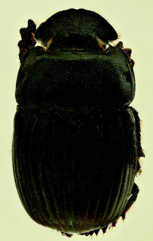 Copris bovinus F St D.jpg Copris bovinus F St D.jpg