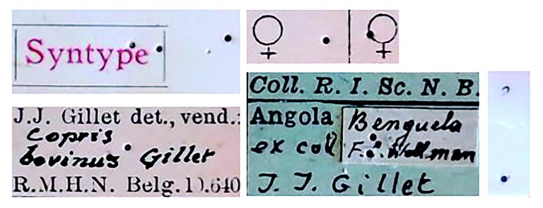 Copris bovinus F St Labels.jpg Copris bovinus F St Labels.jpg