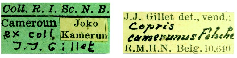 Copris camerunus F Labels.jpg