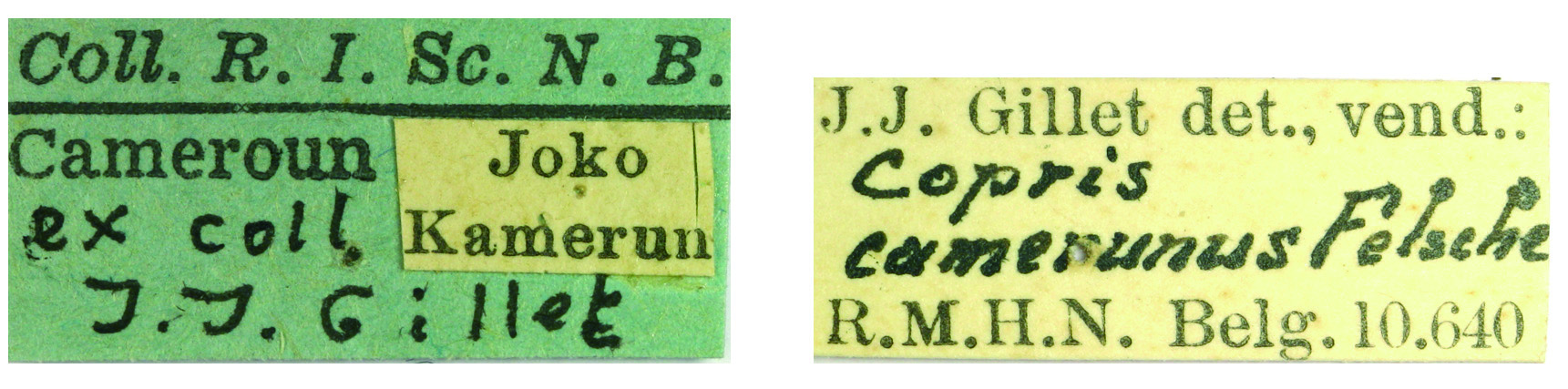 Copris camerunus F Labels.jpg