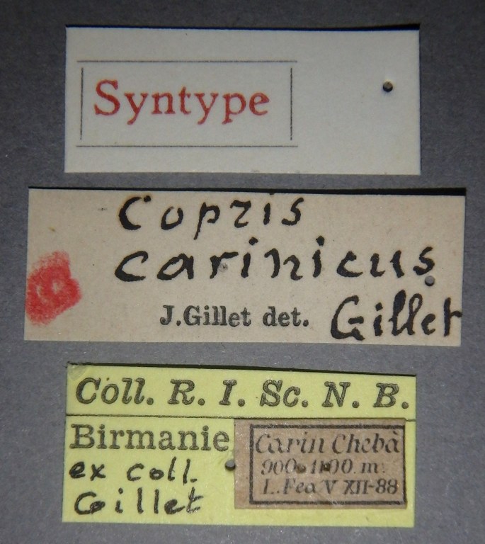 Copris carinicus st M Lb.jpg
