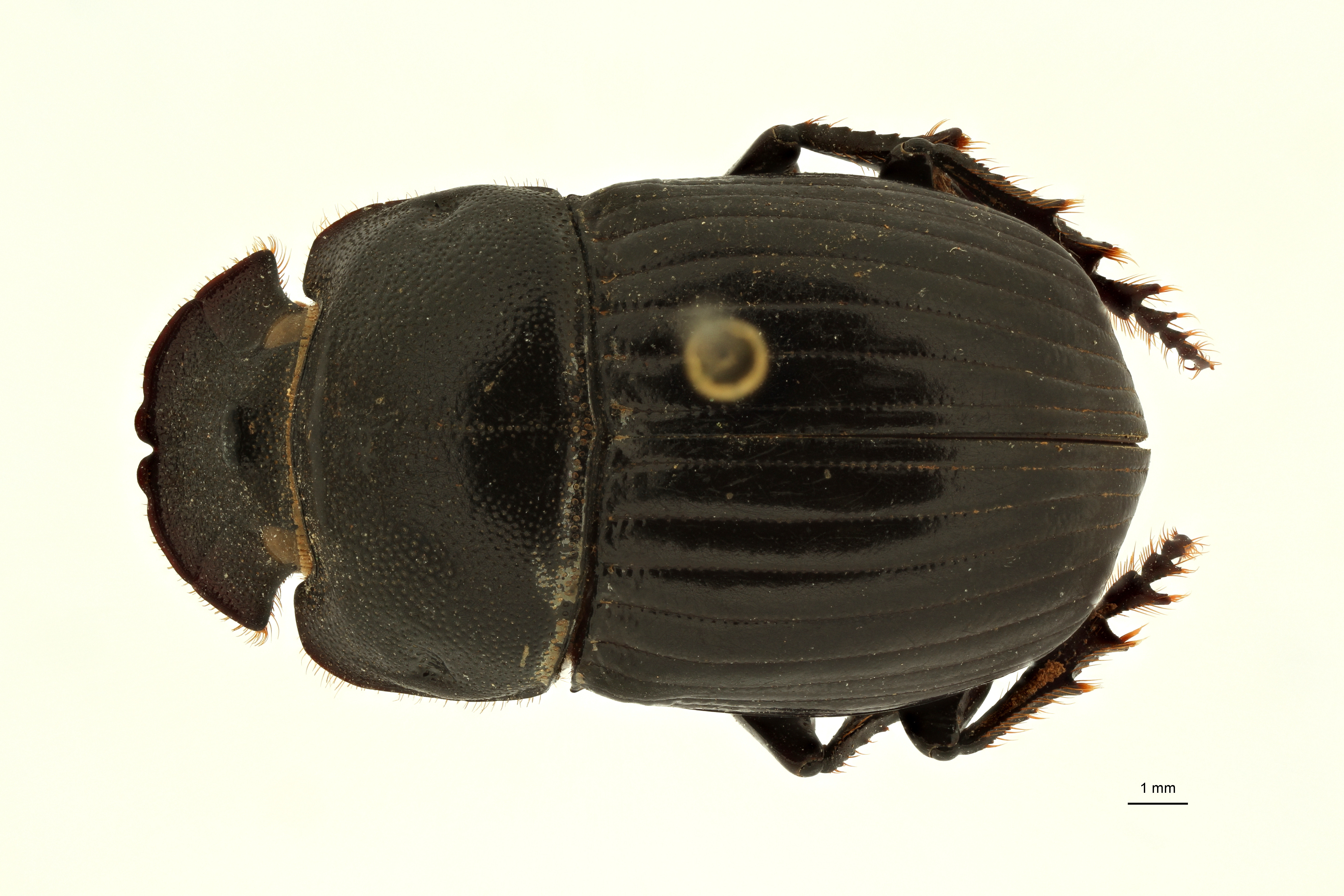 Copris carinicus st F D ZS PMax Scaled.jpeg