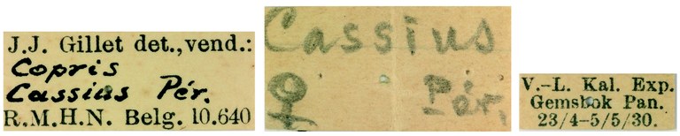 Copris cassius F Labels.jpg