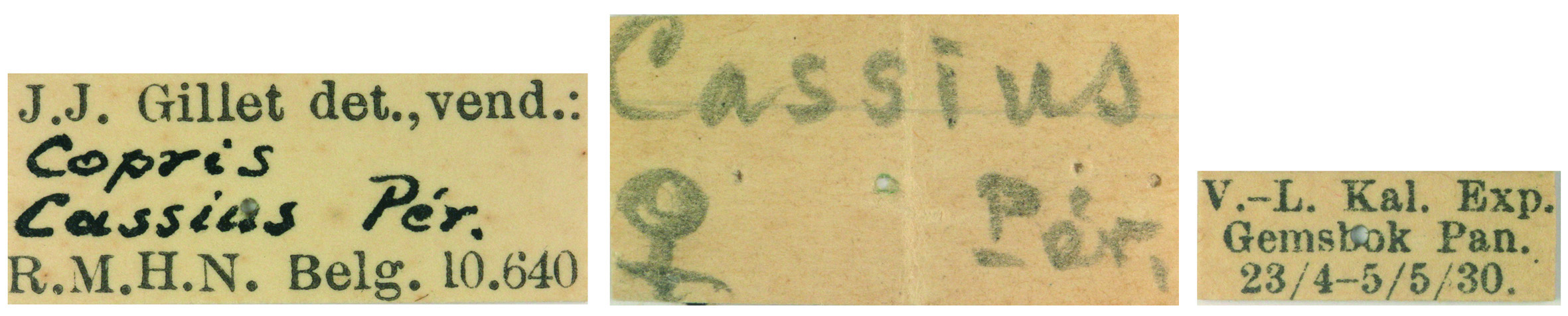 Copris cassius F Labels.jpg