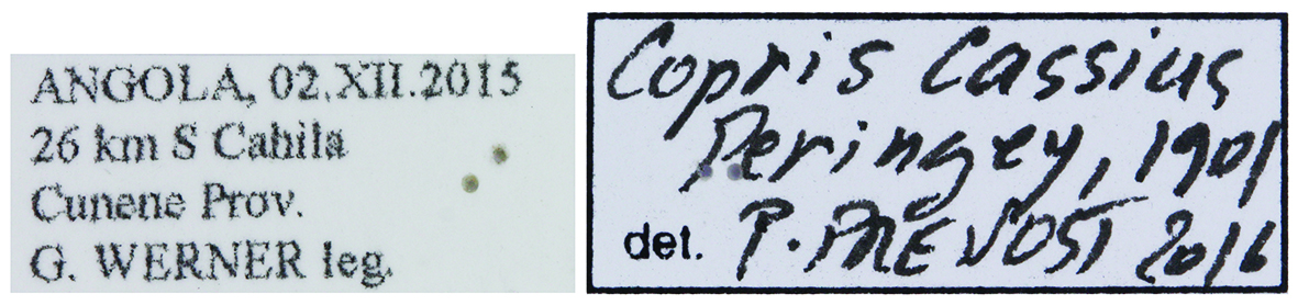 Copris cassius M Labels.jpg