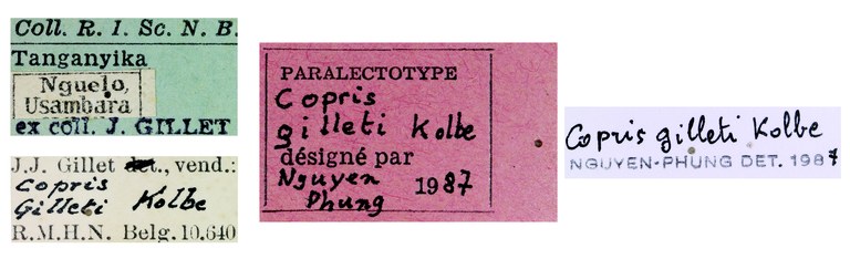 Copris gilleti F Plt Labels.jpg Copris gilleti F Plt Labels.jpg