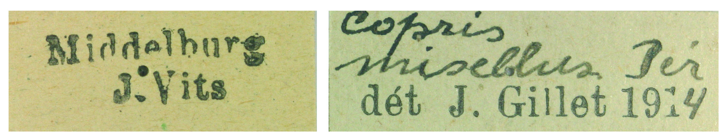 Copris misellus F Labels.jpg