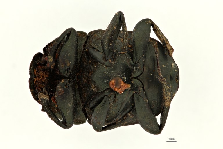 Gymnopleurus (Paragymnopleurus) matabelensis et F V ZS PMax Scaled.jpeg