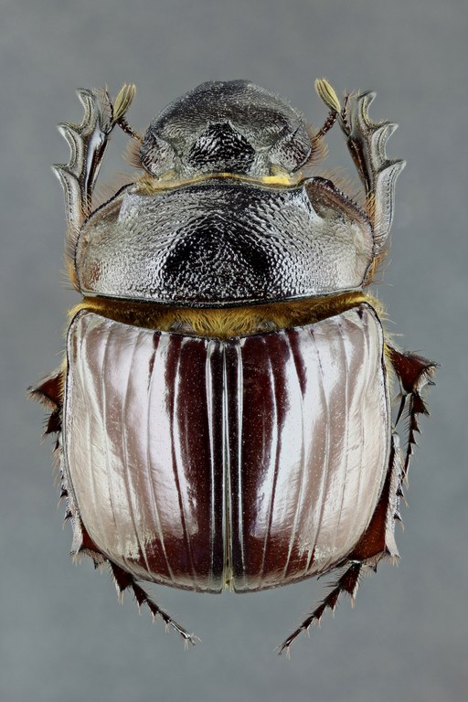 Heliocopris bucephalus 36602zs18.jpg