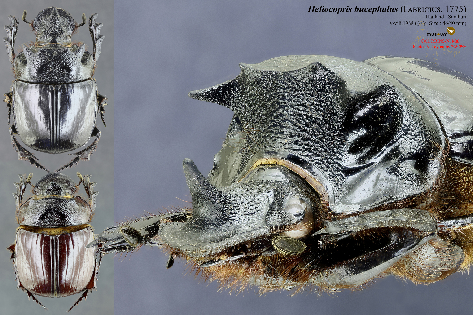 Heliocopris bucephalus .jpg
