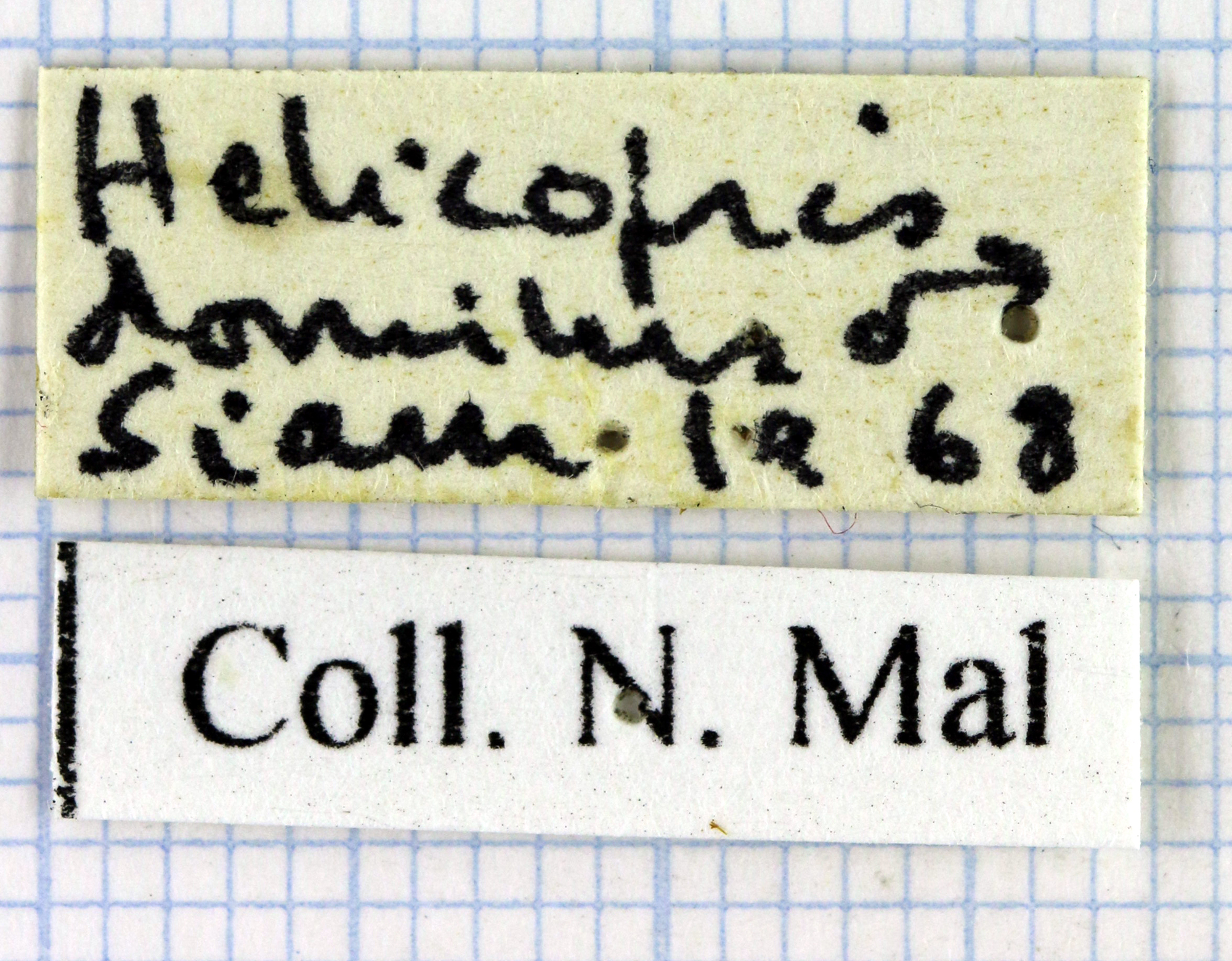Heliocopris dominus 36833.jpg
