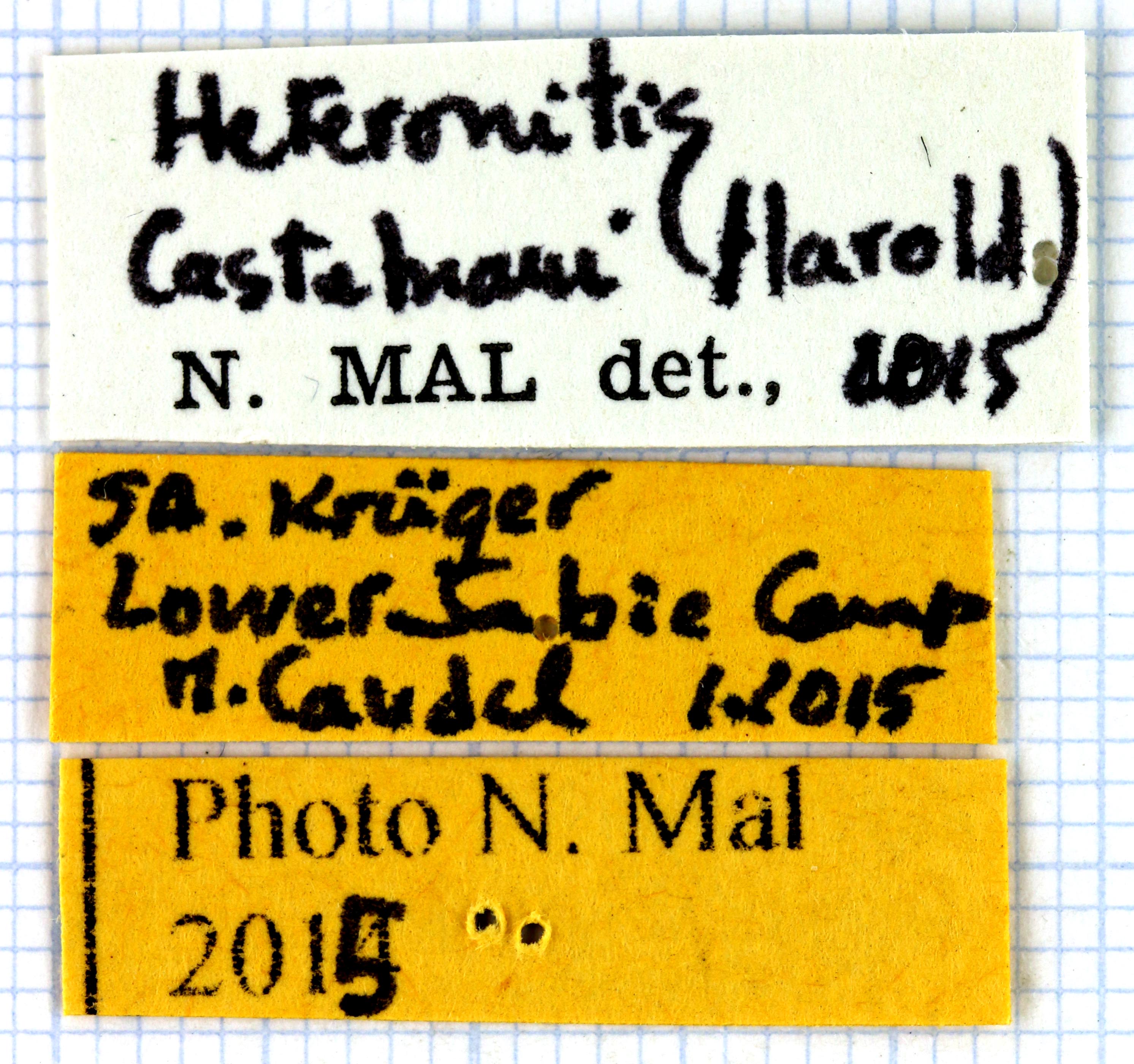 Heteronitis castelnaui label 63209.jpg