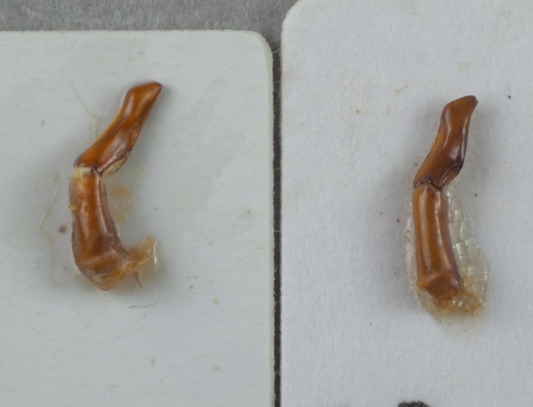 To the left: aedeagus of Onitis fulmineus and to the right: adeagus of Onitis meruensis.JPG