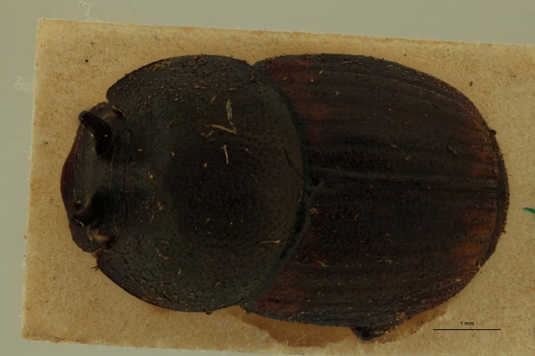 Onthophagus falsus St D.jpg Onthophagus falsus St D.jpg