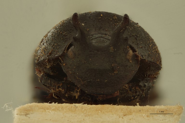 Onthophagus falsus St F.jpg Onthophagus falsus St F.jpg