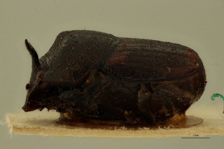 Onthophagus falsus St L.jpg Onthophagus falsus St L.jpg