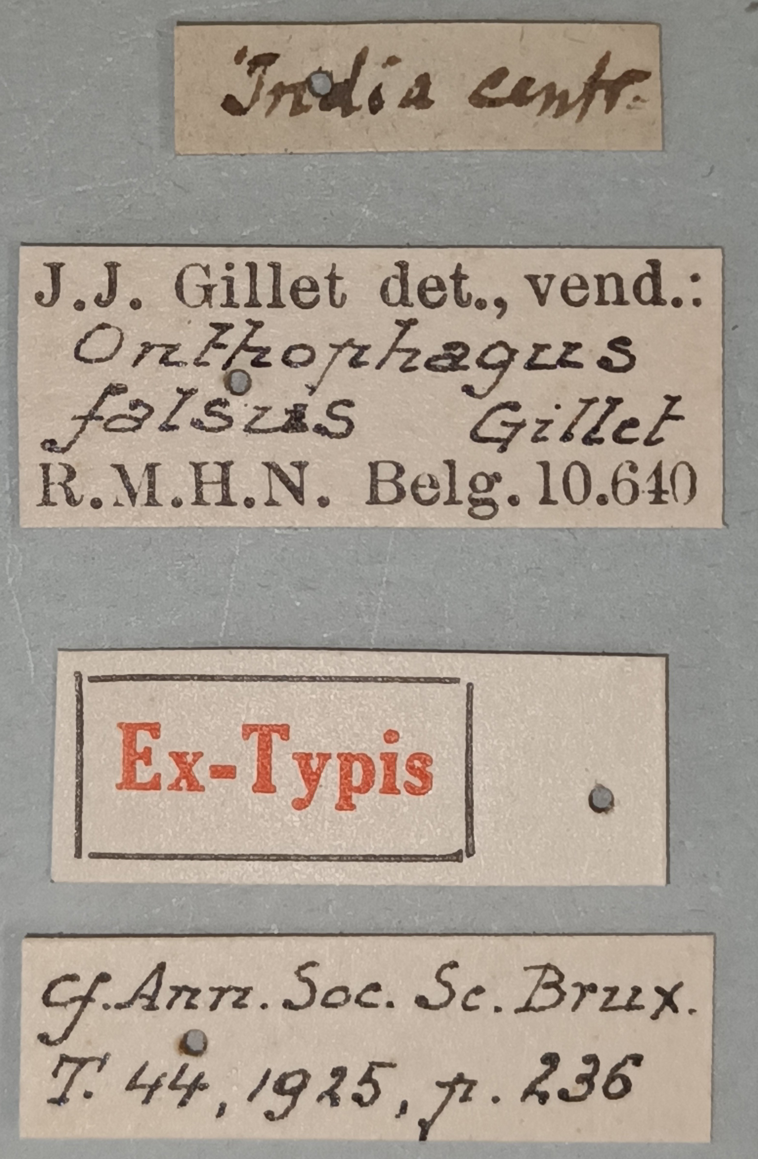 Onthophagus falsus St Labels.jpg