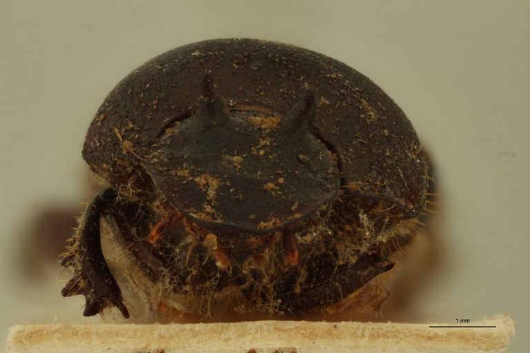 Onthophagus falsus M St F.jpg Onthophagus falsus M St F.jpg