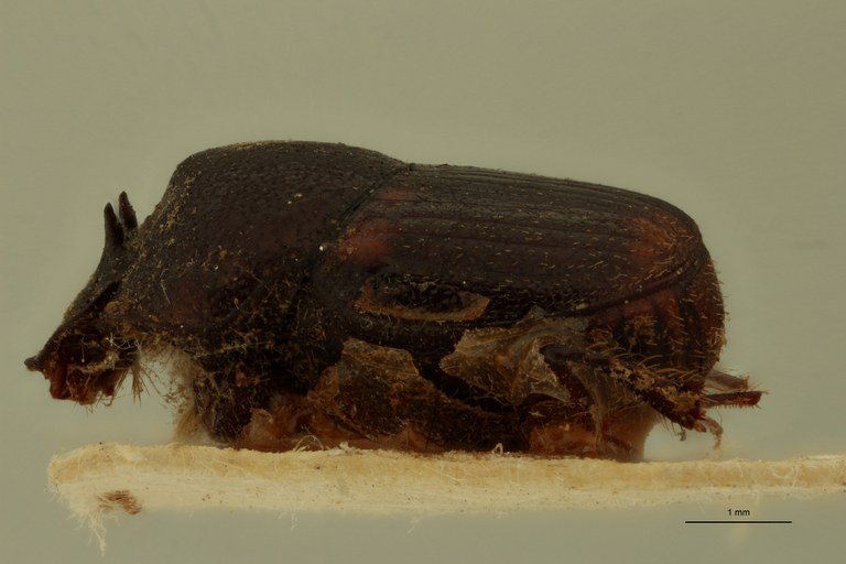 Onthophagus falsus M St L.jpg Onthophagus falsus M St L.jpg