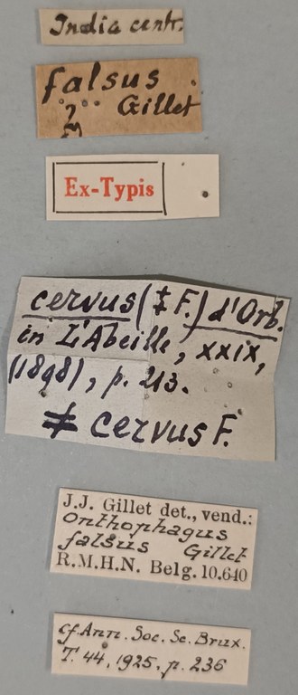 Onthophagus falsus M St Labels.jpg Onthophagus falsus M St Labels.jpg