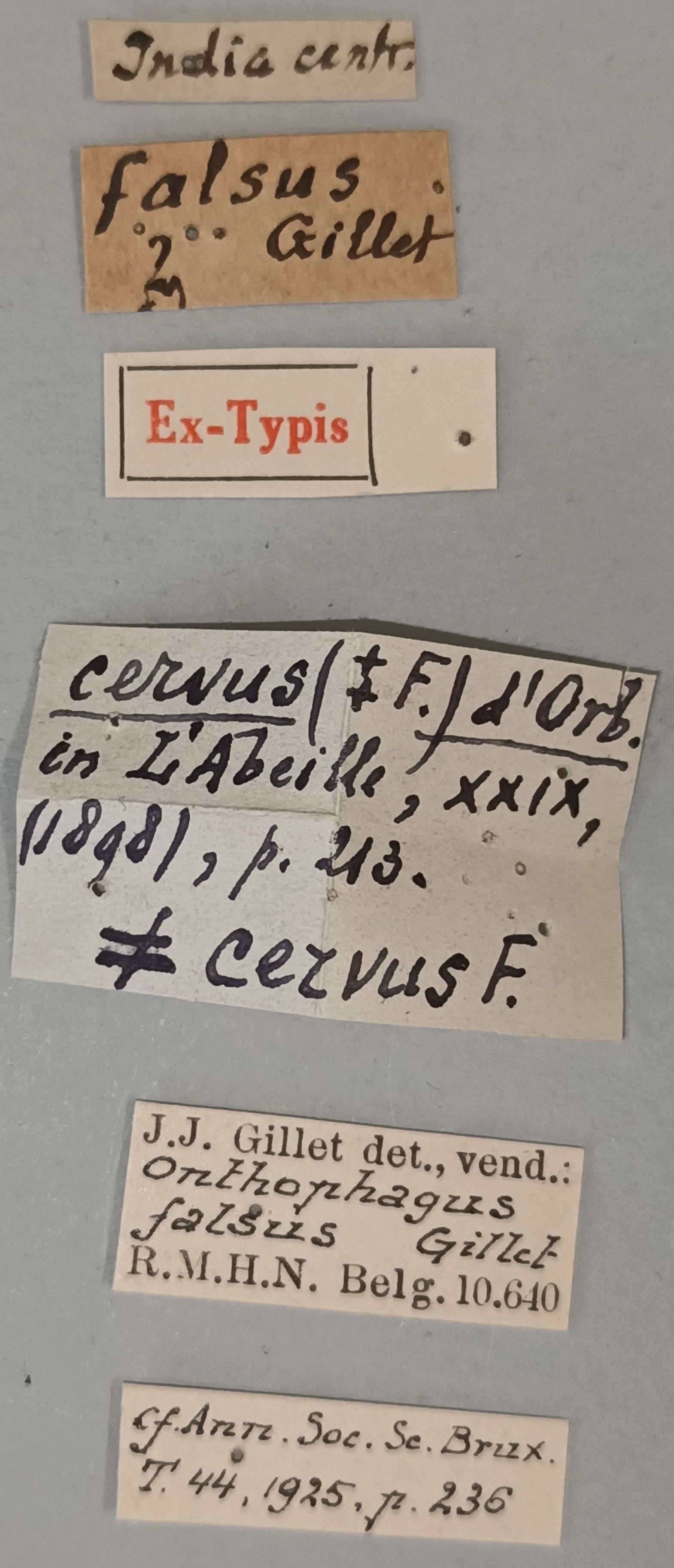 Onthophagus falsus M St Labels.jpg