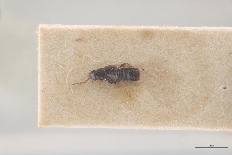 Atheta rugata Lt D.jpg