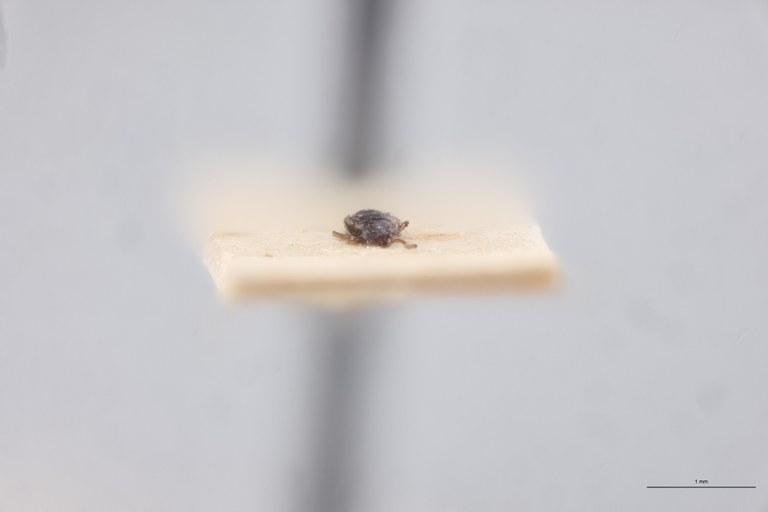 Atheta rugata Lt F.jpg