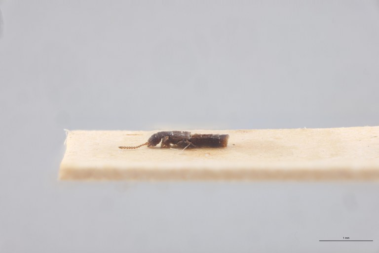 Atheta rugata Lt L.jpg