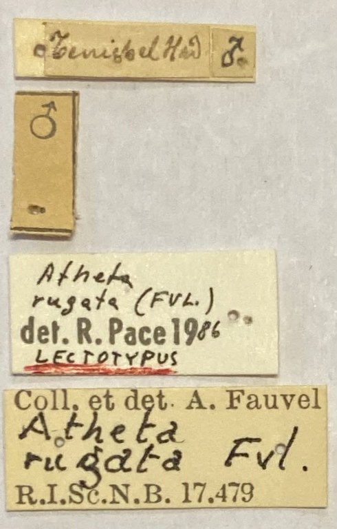 Atheta rugata Lt Labels.jpeg