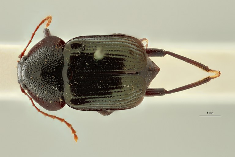 Apatetica viridipennis t D ZS PMax Scaled.jpeg
